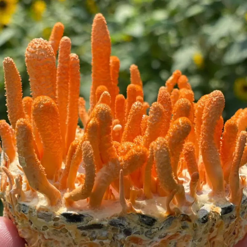 Cordyceps (Cordyceps militaris)