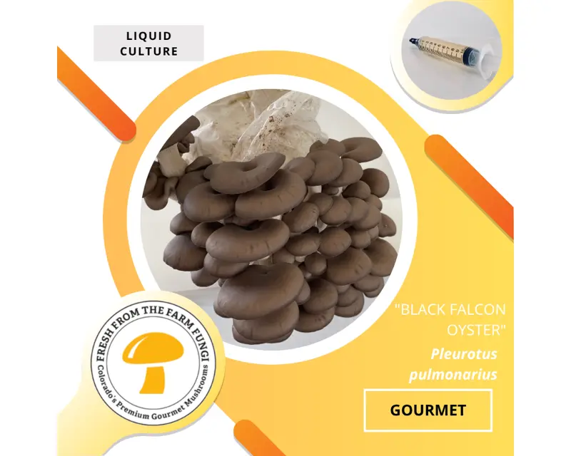 Black Falcon Oyster (Pleurotus pulmonarius)
