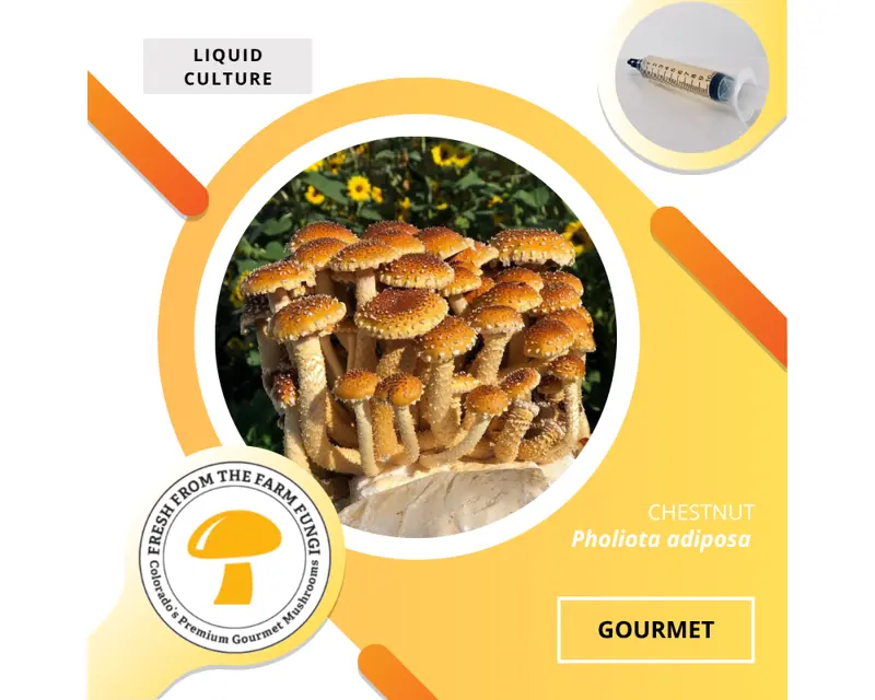 Chestnut (Pholiota adiposa)