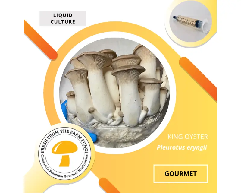 King Oyster (Pleurotus eryngii)