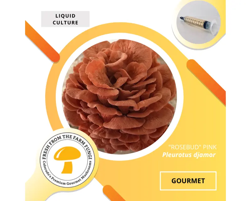 Pink Oyster (Pleurotus djamor)