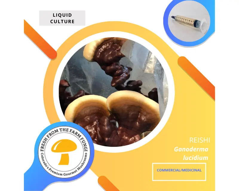 Reishi (Ganoderma lucidum)